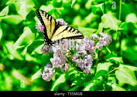 Schmetterling, gelben Schwalbenschwanz BUTTERFLE Stockfoto