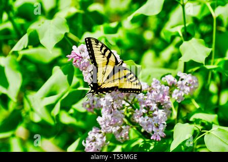 Schmetterling, gelben Schwalbenschwanz BUTTERFLE Stockfoto