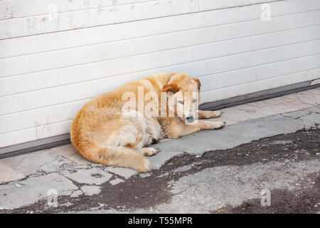 Obdachlose flauschig gelbe Hund mit einem traurigen Blick hungrig liegt warten auf Hilfe und Nahrung in der Nähe der Wand auf dem schmutzigen Asphalt. Warten auf die Besitzer am thre Stockfoto