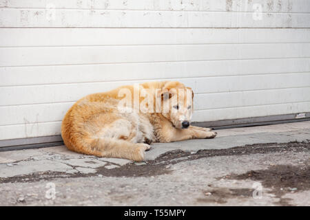 Obdachlose flauschig gelbe Hund mit einem traurigen Blick hungrig liegt warten auf Hilfe und Nahrung in der Nähe der Wand auf dem schmutzigen Asphalt. Können die Tiere ohne Besitzer. Stockfoto