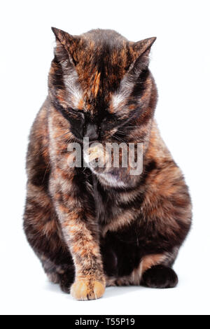 Rot und Schwarz schildpatt Katze auf einem weißen Hintergrund. 2-farbige Katze sitzt und wäscht sich das Gesicht mit einem Fuß, der selektiven Fokus Stockfoto