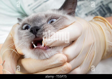 Ein Tierarzt, der an der Rezeption öffnet den Mund der Katze. Behandschuhten Hände und Zähne einer Katze Nahaufnahme Stockfoto