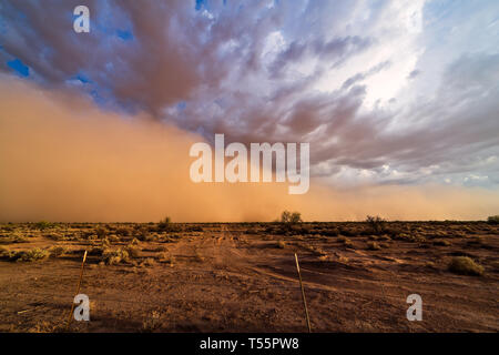 Ein Haboob-Staubsturm nähert sich Phoenix, Arizona Stockfoto