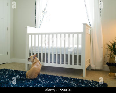 Hund sitzt von Babybett Stockfoto