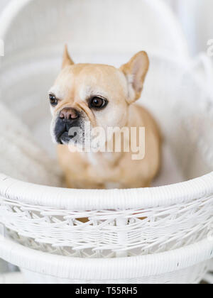 Hund in weiß Warenkorb Stockfoto