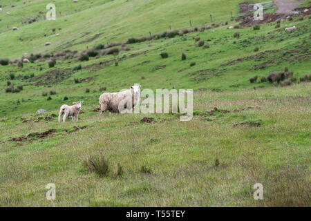 Lamm und Schaf in Feld in Te Anau Downs, Neuseeland Stockfoto