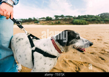 Frau zu ihrem Hund am Strand. Stockfoto