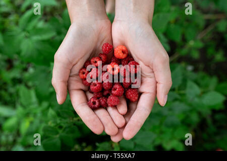 Hohlen Händen Frau mit Himbeeren Stockfoto