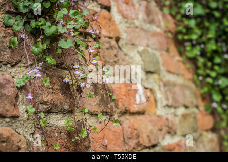 Cymbalaraia muralis, der Efeu-leaved Toadflax auf der Mauer der Festung Kalemegdan in Belgrad Stockfoto