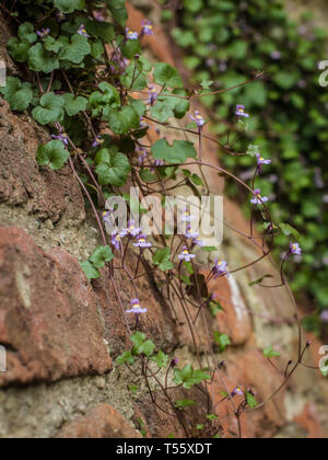 Cymbalaraia muralis, der Efeu-leaved Toadflax auf der Mauer der Festung Kalemegdan in Belgrad Stockfoto