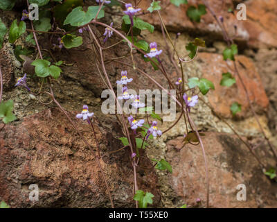 Cymbalaraia muralis, der Efeu-leaved Toadflax auf der Mauer der Festung Kalemegdan in Belgrad Stockfoto