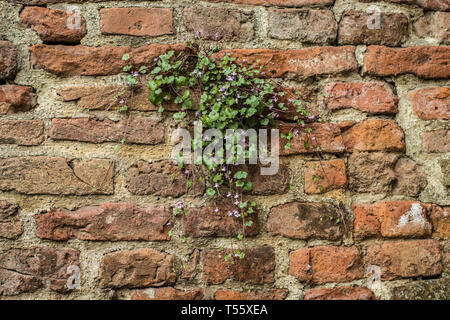 Cymbalaraia muralis, der Efeu-leaved Toadflax auf der Mauer der Festung Kalemegdan in Belgrad Stockfoto