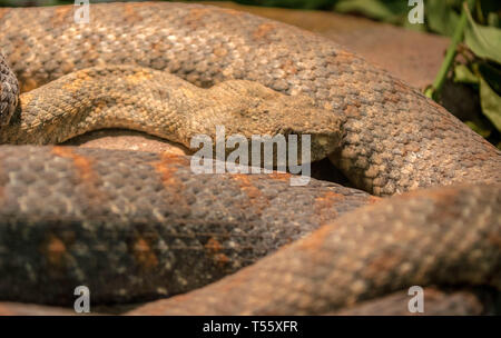 Turan stumpfen Nase Viper, Macrovipera lebetina turanica Stockfoto