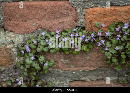 Cymbalaraia muralis, der Efeu-leaved Toadflax auf der Mauer der Festung Kalemegdan in Belgrad Stockfoto