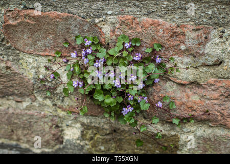 Cymbalaraia muralis, der Efeu-leaved Toadflax auf der Mauer der Festung Kalemegdan in Belgrad Stockfoto