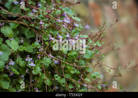 Cymbalaraia muralis, der Efeu-leaved Toadflax auf der Mauer der Festung Kalemegdan in Belgrad Stockfoto