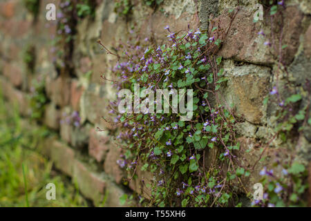 Cymbalaraia muralis, der Efeu-leaved Toadflax auf der Mauer der Festung Kalemegdan in Belgrad Stockfoto