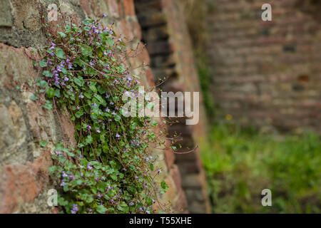 Cymbalaraia muralis, der Efeu-leaved Toadflax auf der Mauer der Festung Kalemegdan in Belgrad Stockfoto