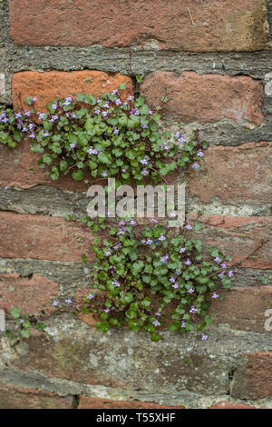 Cymbalaraia muralis, der Efeu-leaved Toadflax auf der Mauer der Festung Kalemegdan in Belgrad Stockfoto