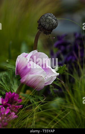 Anemone eine blühende eine verblasste Stockfoto