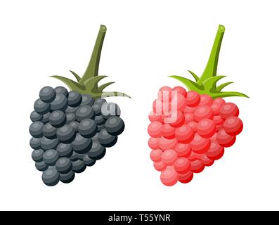 Blackberry und Himbeere isoliert weiß. Süße Frucht. Frische Beeren mit grünen Blättern. Organische gesundes Essen. Vegetarische Ernährung. Vector Illustration Stock Vektor