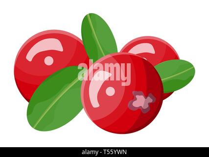 Cranberry isoliert auf weißem Hintergrund. Zweig mit roten Beeren und grünen Blättern. Organische gesundes Essen. Vegetarische Ernährung. Vector Illustration in f Stock Vektor