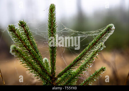 Herbst, Nebel, Landschaft, Wald, in der Nähe der Jagdhütte, Wassertropfen, Tau, auf kleinen Spinnweben, Schmallenberg, Sauerland, Deutschland, Stockfoto