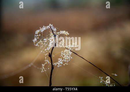 Herbst, Nebel, Landschaft, Wald, in der Nähe der Jagdhütte, Wassertropfen, Tau, auf kleinen Spinnweben, Schmallenberg, Sauerland, Deutschland, Stockfoto