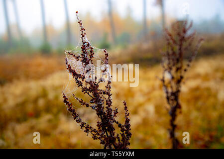 Herbst, Nebel, Landschaft, Wald, in der Nähe der Jagdhütte, Wassertropfen, Tau, auf kleinen Spinnweben, Schmallenberg, Sauerland, Deutschland, Stockfoto