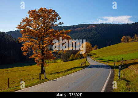 Land straße im Tal, in der Nähe der Sorpetal Obersorpe, Herbst, landschaft, wald, Sauerland, Deutschland, Stockfoto