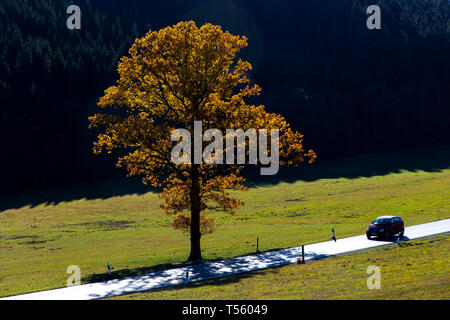 Land straße im Tal, in der Nähe der Sorpetal Obersorpe, Herbst, landschaft, wald, Sauerland, Deutschland, Stockfoto