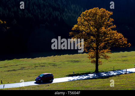 Land straße im Tal, in der Nähe der Sorpetal Obersorpe, Herbst, landschaft, wald, Sauerland, Deutschland, Stockfoto