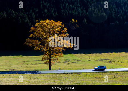 Land straße im Tal, in der Nähe der Sorpetal Obersorpe, Herbst, landschaft, wald, Sauerland, Deutschland, Stockfoto