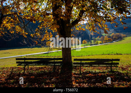 Land straße im Tal, in der Nähe der Sorpetal Obersorpe, Herbst, landschaft, wald, Sauerland, Deutschland, Parkbank Stockfoto