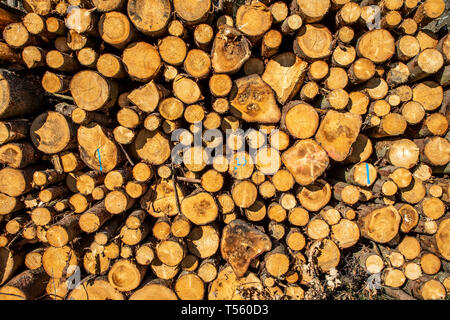 Sauerland, Woodpile, frisch geschnittene Bäume, Zweige, gestapelt, in der Nähe von Schmallenberg, Deutschland Stockfoto