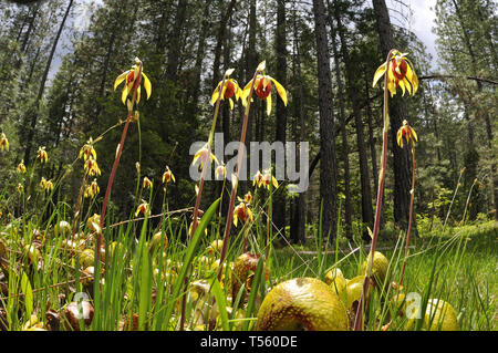 Cobra Pflanze, Darlingtonia californica Stockfoto