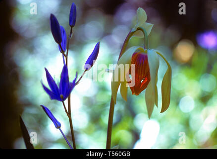 Cobra Pflanze, Darlingtonia californica Stockfoto