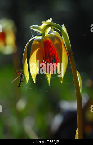 Cobra Pflanze, Darlingtonia californica Stockfoto