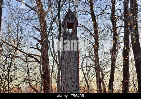 Schöne Aussicht in einen Nord Europa Wald mit Pinien an einem sonnigen Tag Stockfoto