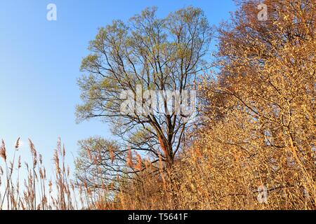 Schöne Aussicht in einen Nord Europa Wald mit Pinien an einem sonnigen Tag Stockfoto