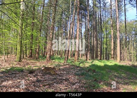 Schöne Aussicht in einen Nord Europa Wald mit Pinien an einem sonnigen Tag Stockfoto