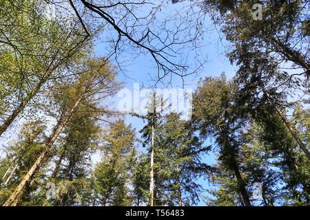 Schöne Aussicht in einen Nord Europa Wald mit Pinien an einem sonnigen Tag Stockfoto