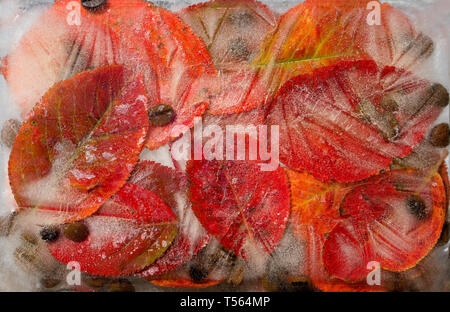 Hintergrund der schwarzen Kaffee Bohnen und rote Blätter t in Ice Cube mit Luftblasen Stockfoto