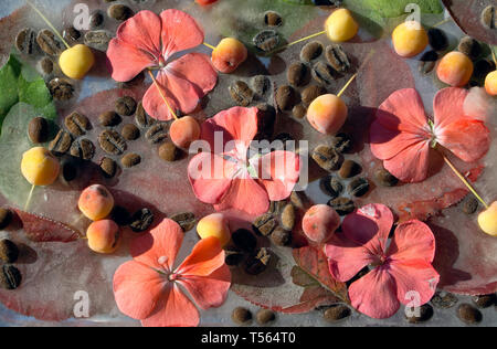 Hintergrund von bblack Kaffeebohnen, Rot kleine Apple, Blume des pelargonium und Rot und Grün verlassen in Ice Cube mit Luftblasen Stockfoto