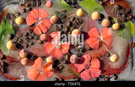 Hintergrund von bblack Kaffeebohnen, Rot kleine Apple, Blume des pelargonium und Rot und Grün verlassen in Ice Cube mit Luftblasen Stockfoto