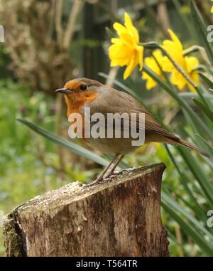 Weitwinkel Portrait von Europäischen Rotkehlchen (Erithacus Rubecula) auf Stumpf unter Frühling Blumen thront in einem englischen Garten. April 2019, Midlands, UK Stockfoto