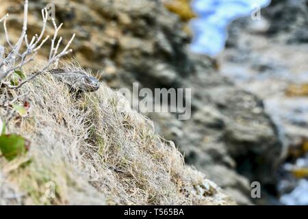 Iguana gefunden in St. Croix, United States Virgin Islands Stockfoto