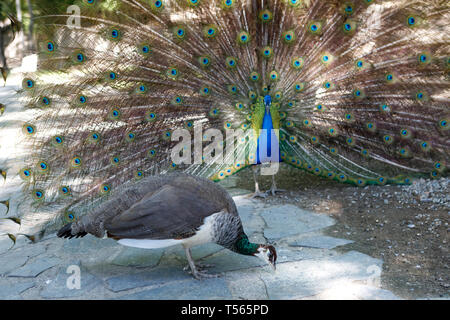 Erstaunlich Peacock während seiner Ausstellung zur Paarung Stockfoto