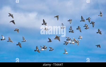 Eine Herde von Tauben im Flug vor blauem Himmel Stockfoto