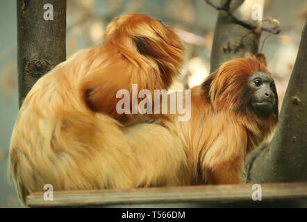 Golden lion tamarin eine der kleinsten seltene Monkey in Brasilien Stockfoto